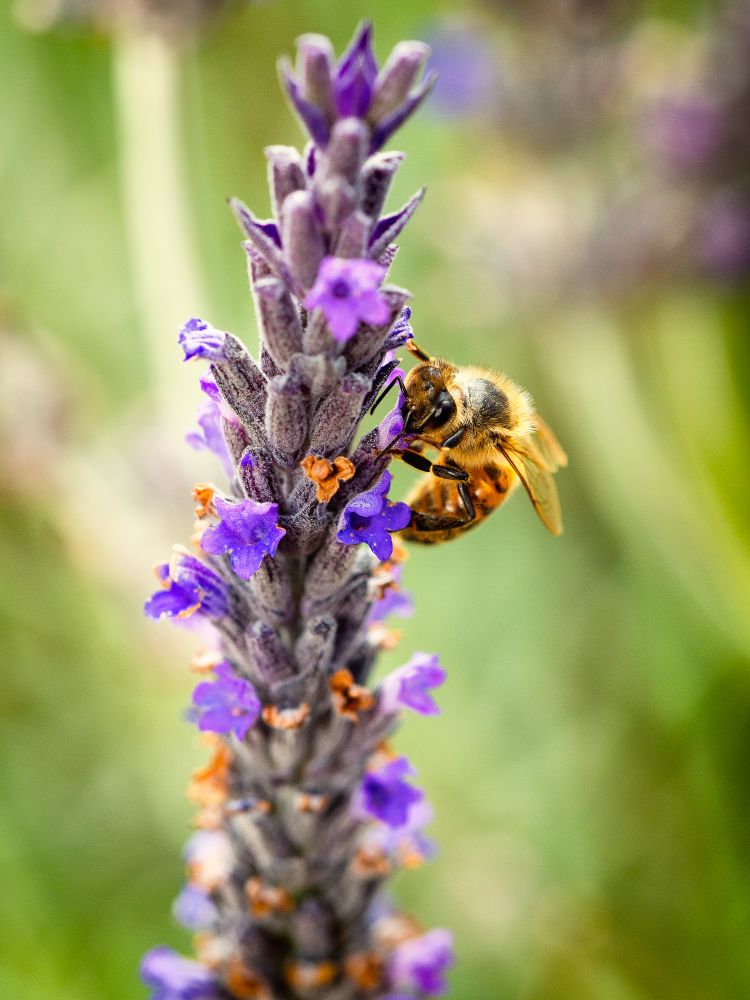 Honey Bee