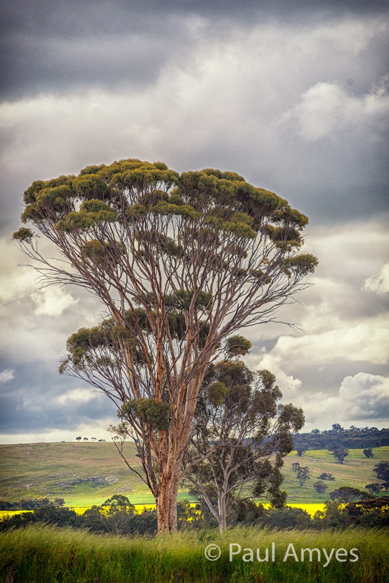 At f11 the lens has bags of resolution and is capable of recording very fine detail. There is no sign of diffraction reducing the image quality. Wandoo tree (white gum) on the outskirts of the Western Australian town of Beverley.