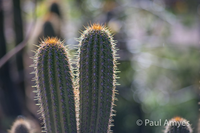 What a difference a lens hood makes. Shooting into the sun with a lenshood at f2.8. The rendition of the out of focus highlights (bokeh) is very pleasing.