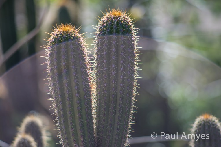 Shooting into the sun without a lenshood at f2.8. The veiling flare is very apparent.