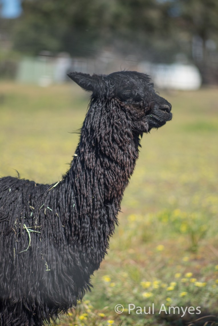 Subject isolation is what this lens is all about. Shooting at f4 through a chain link fence at this alpaca demonstrates this.