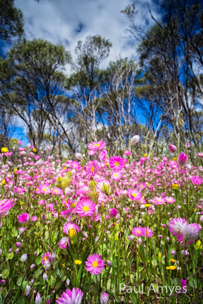 Stopping the lens down to f16 and then using the closest focusing distance of 0.2m I was able to to capture a wide angle close up of these flowers with plenty of DOF. Everlastings on Mount Brown in York, WA.